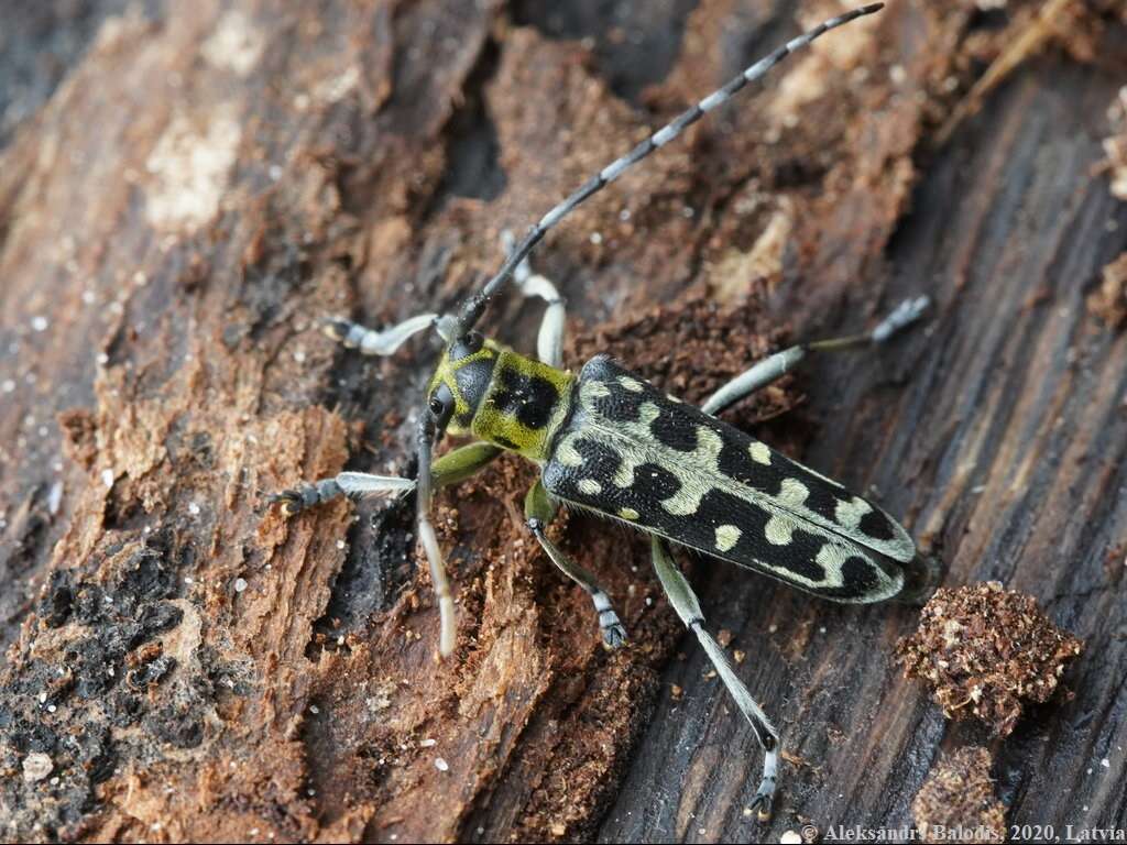 Saperda (Lopezcolonia) scalaris (Linné 1758) resmi