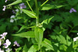 Imagem de Hesperis matronalis L.