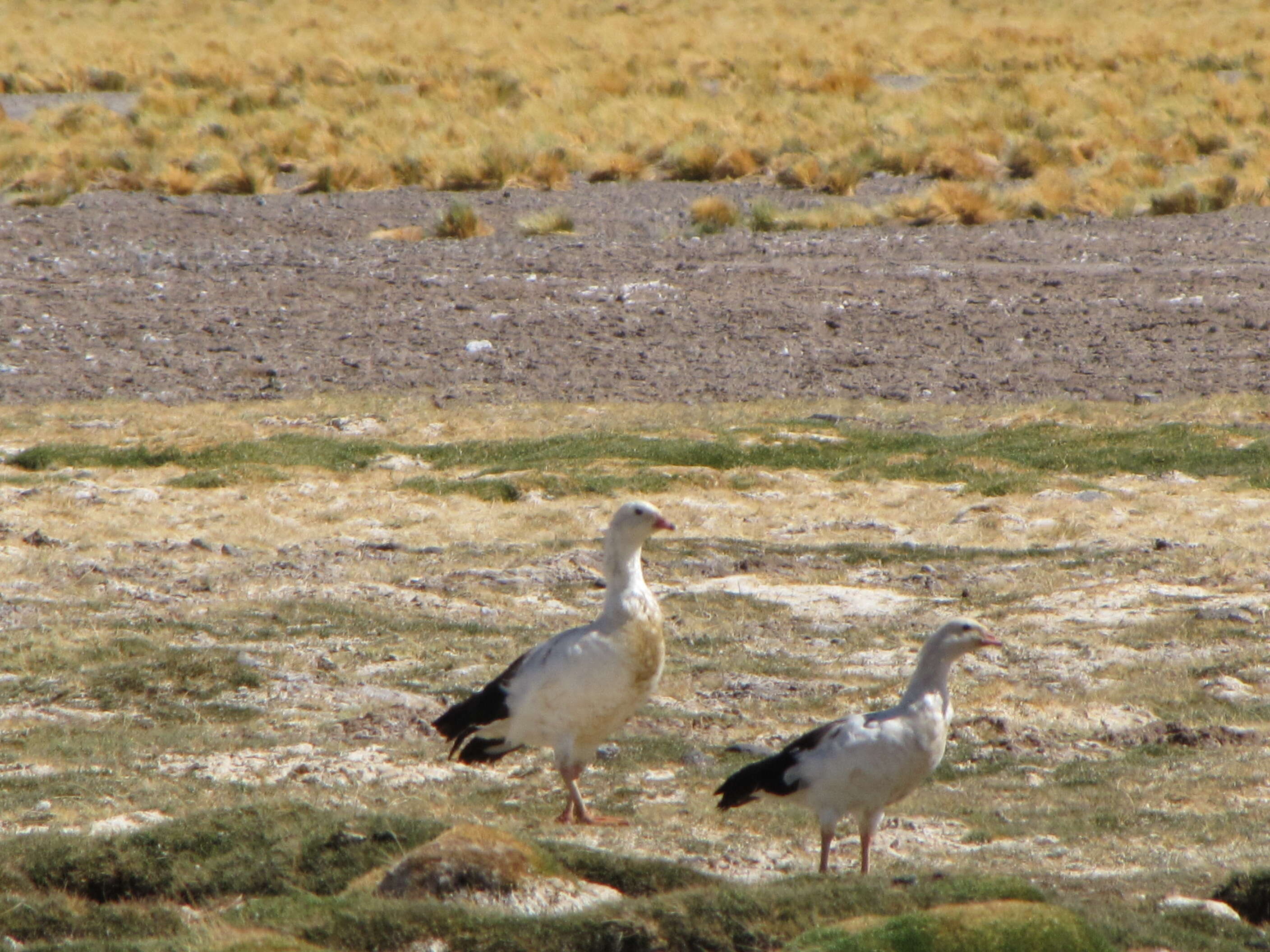 Image of Andean Goose