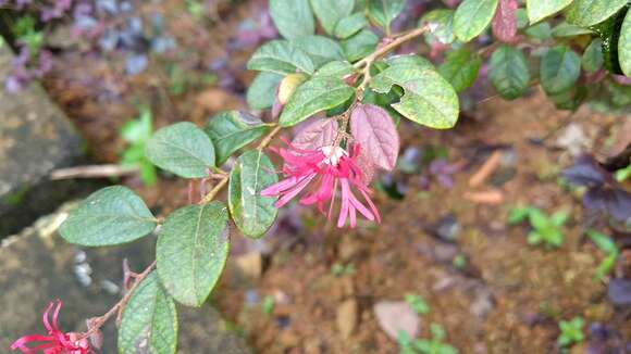 صورة Loropetalum chinense (R. Br.) Oliv.