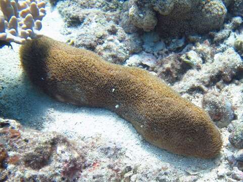 Image of mole coral