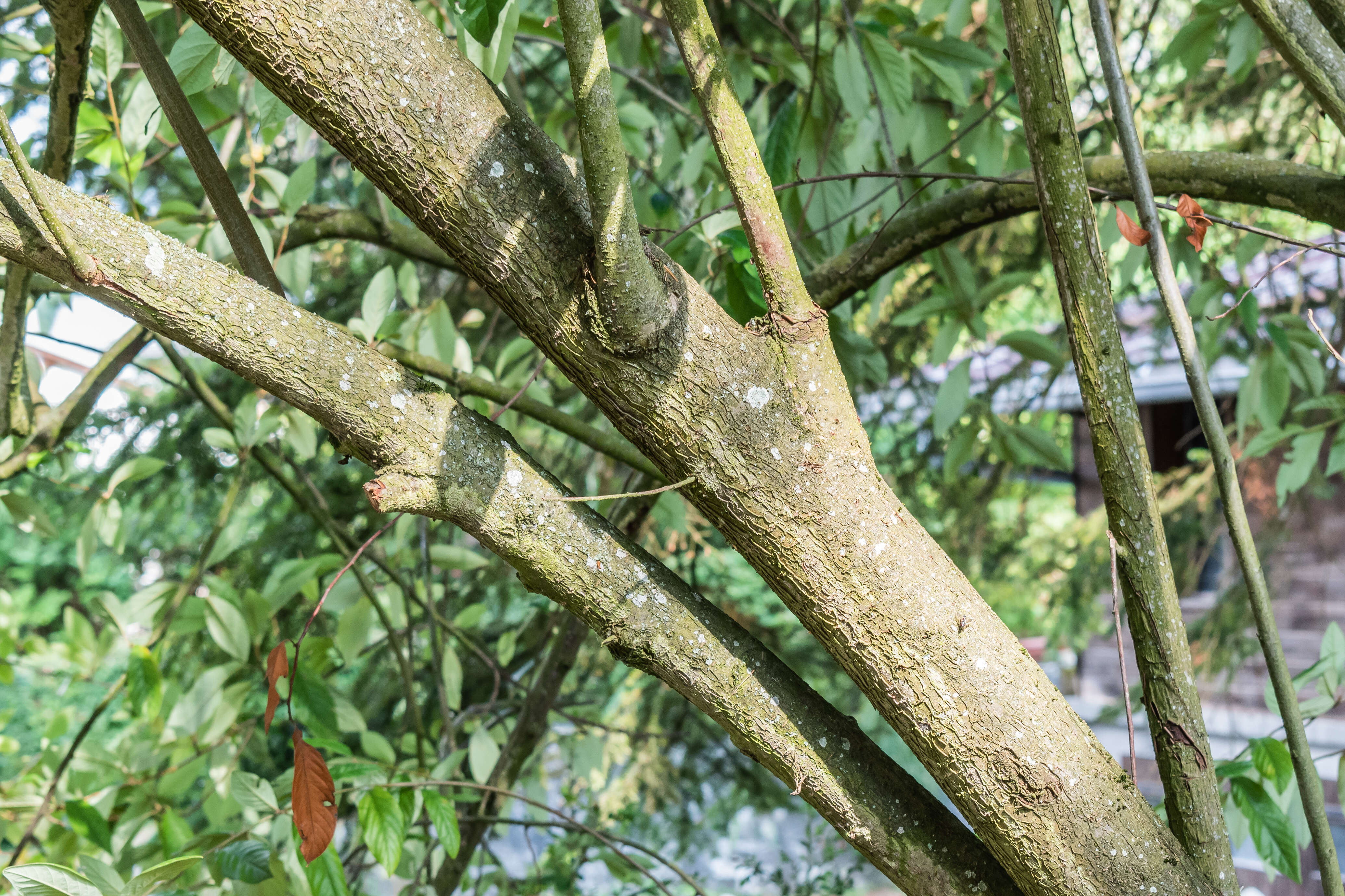 Image of Cotoneaster × watereri