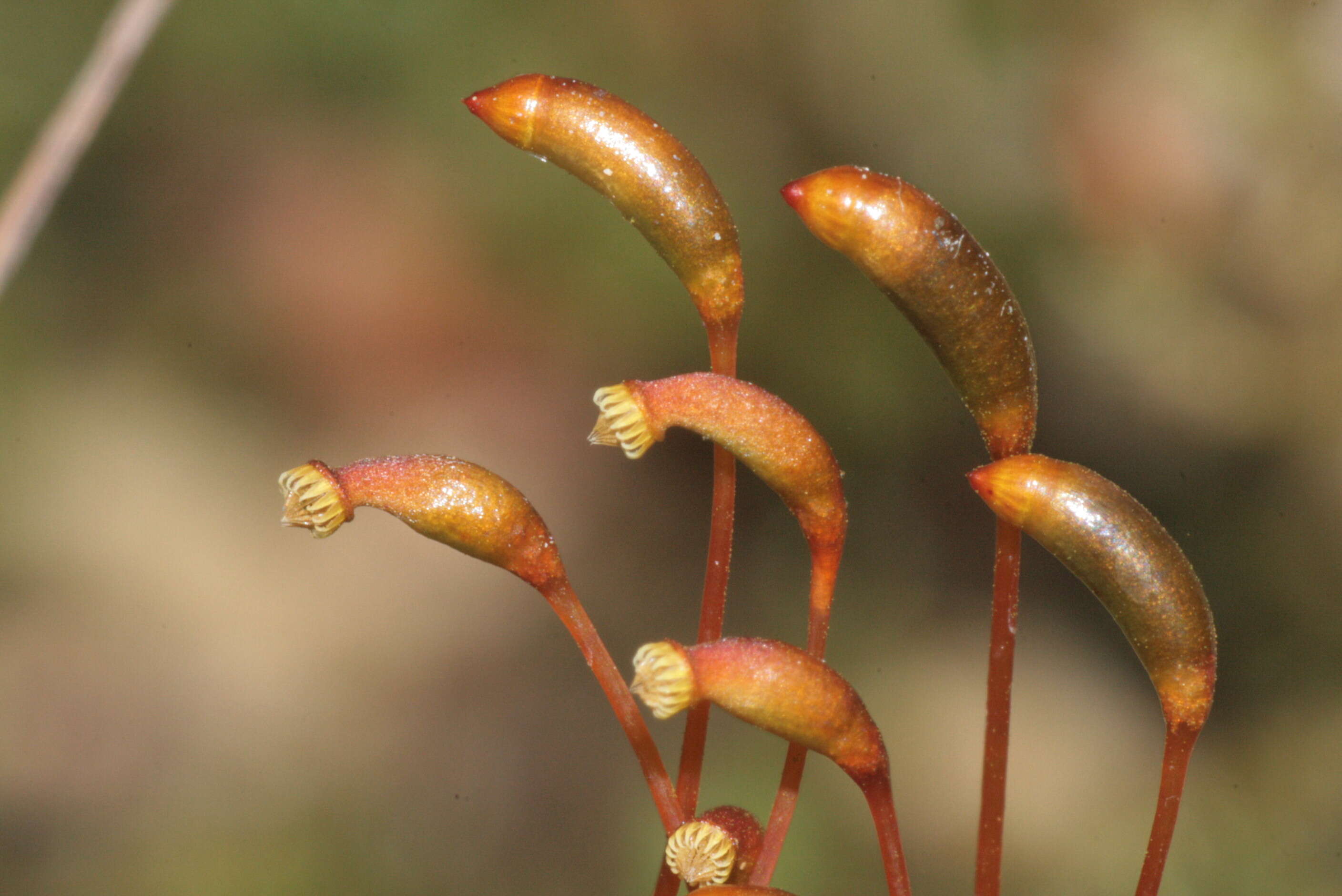 Слика од Campylium stellatum