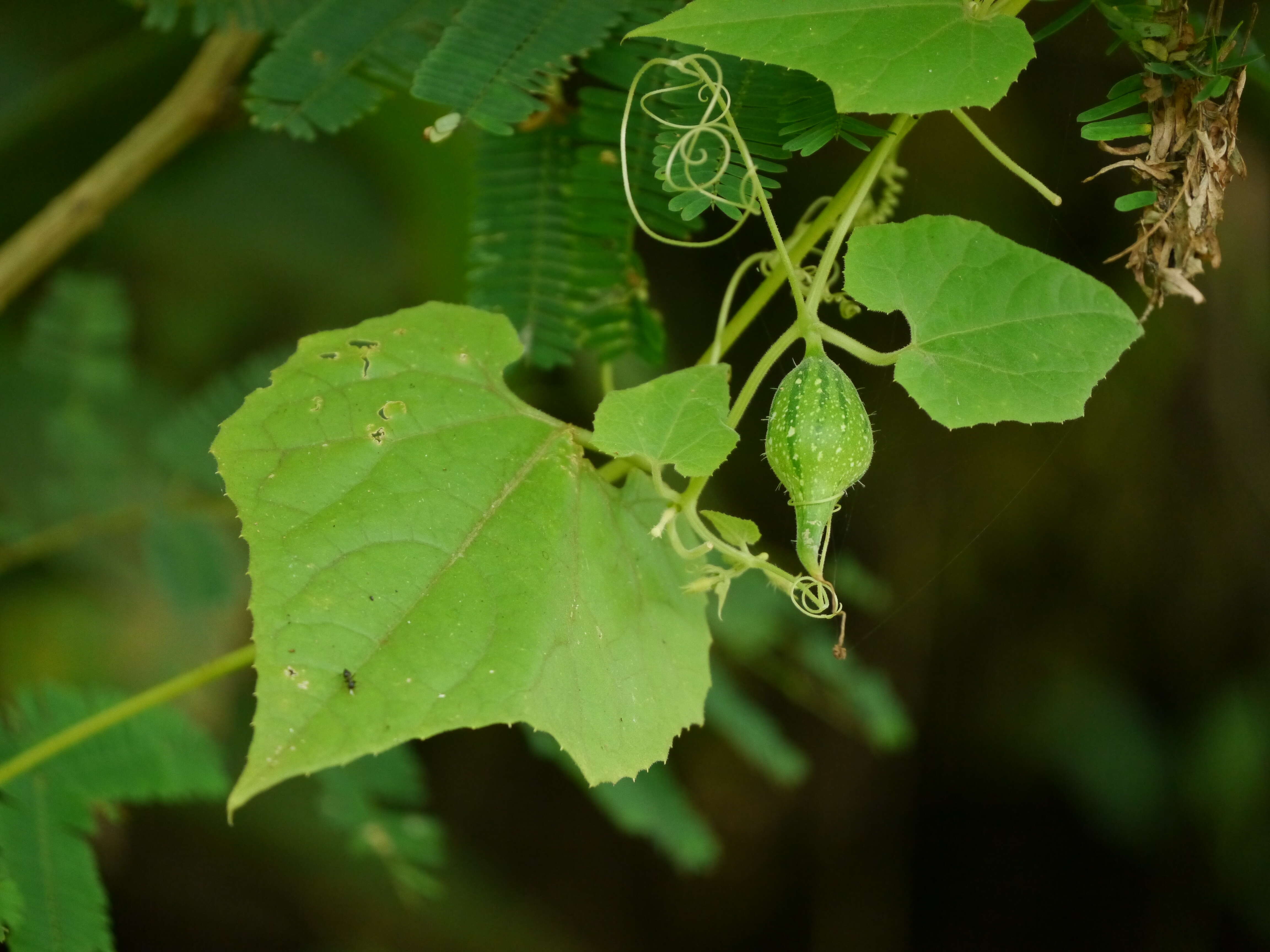 Sivun Trichosanthes cucumerina L. kuva