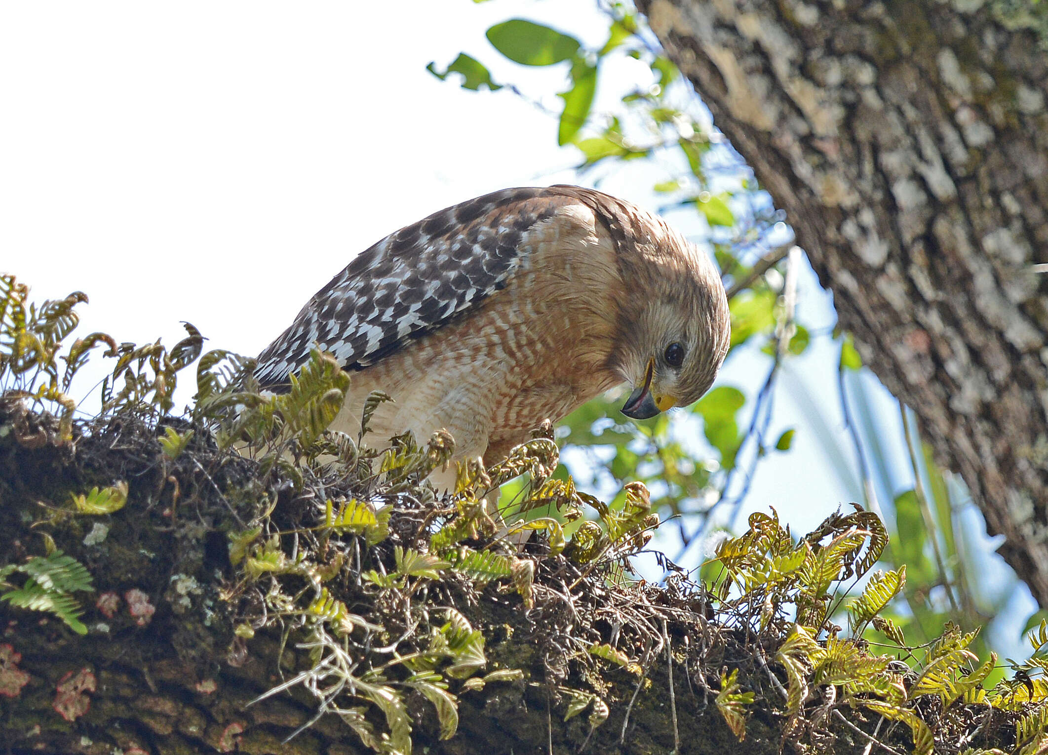 Image of Red-shouldered Hawk