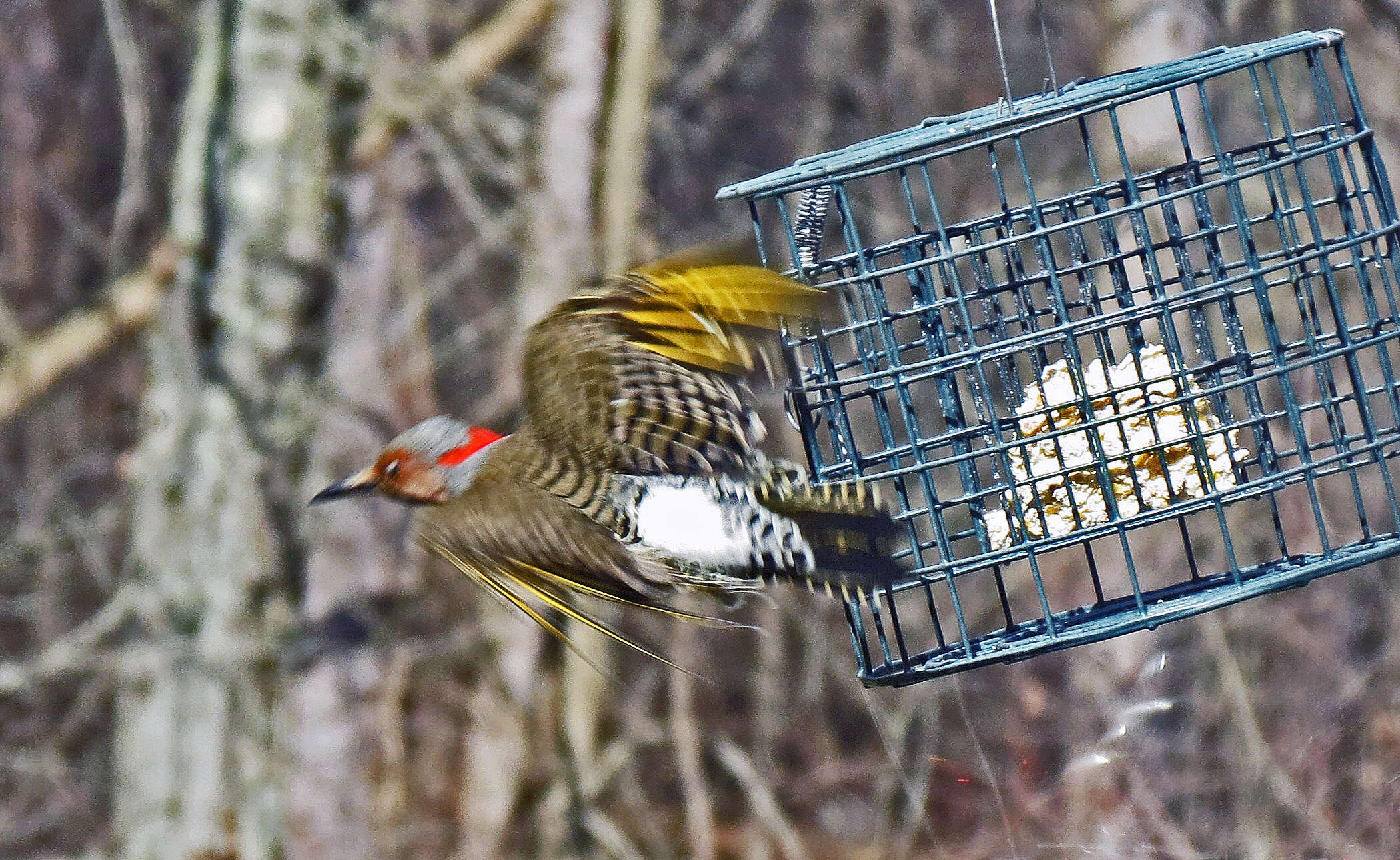 Image of Northern Flicker