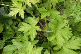 Imagem de Geranium palustre L.