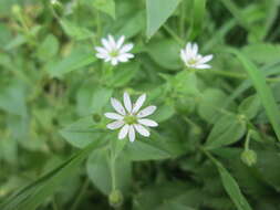 Image of wood stitchwort