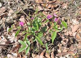 Image of spring pea