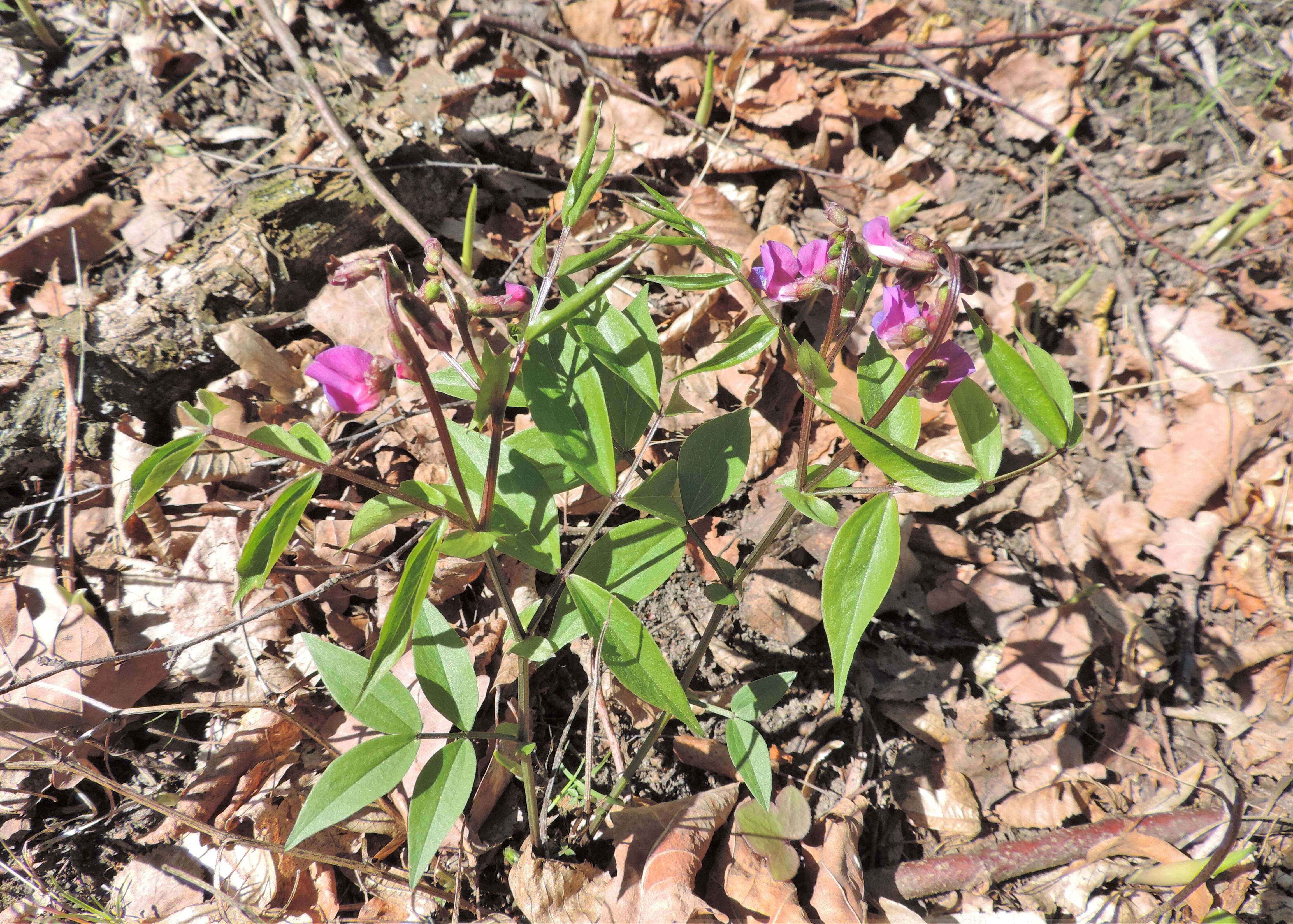 Image of spring pea