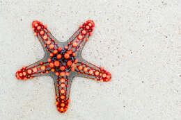 Image of African red knob sea star