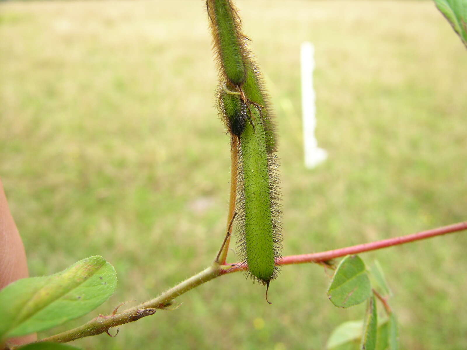 Sivun Indigofera hirsuta L. kuva