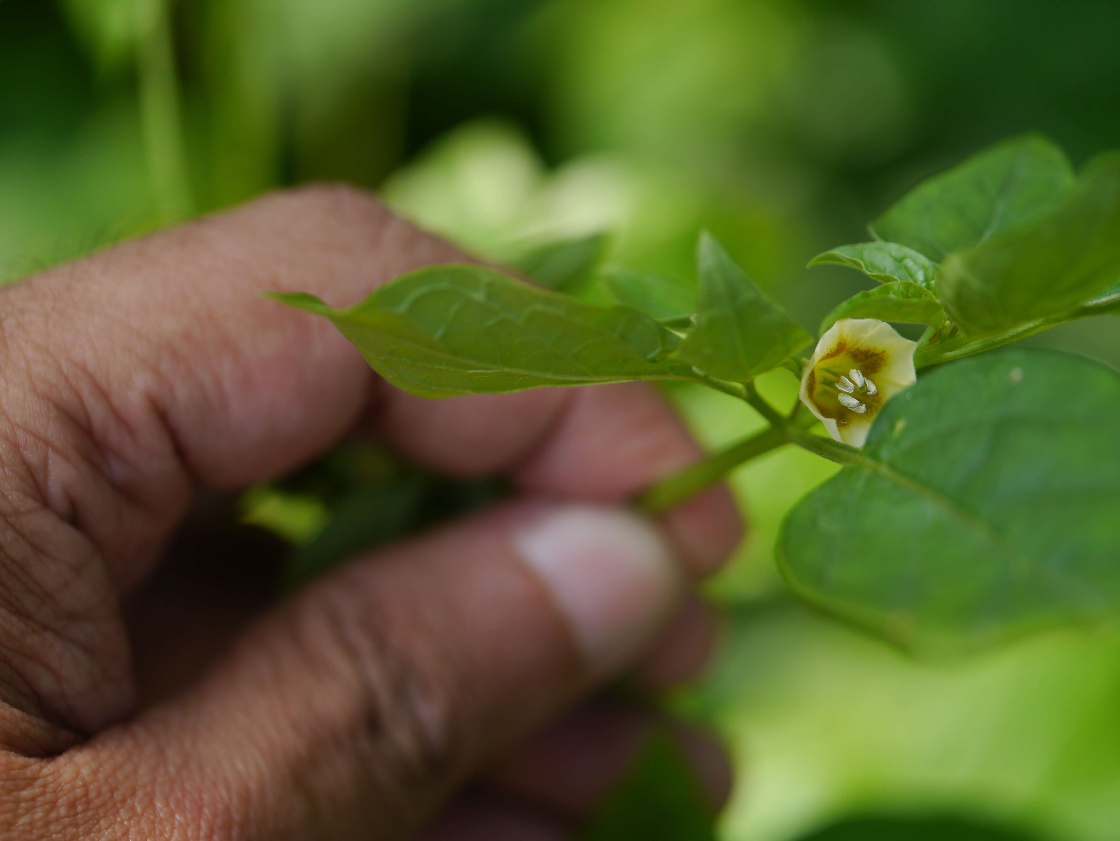 Image of cutleaf groundcherry