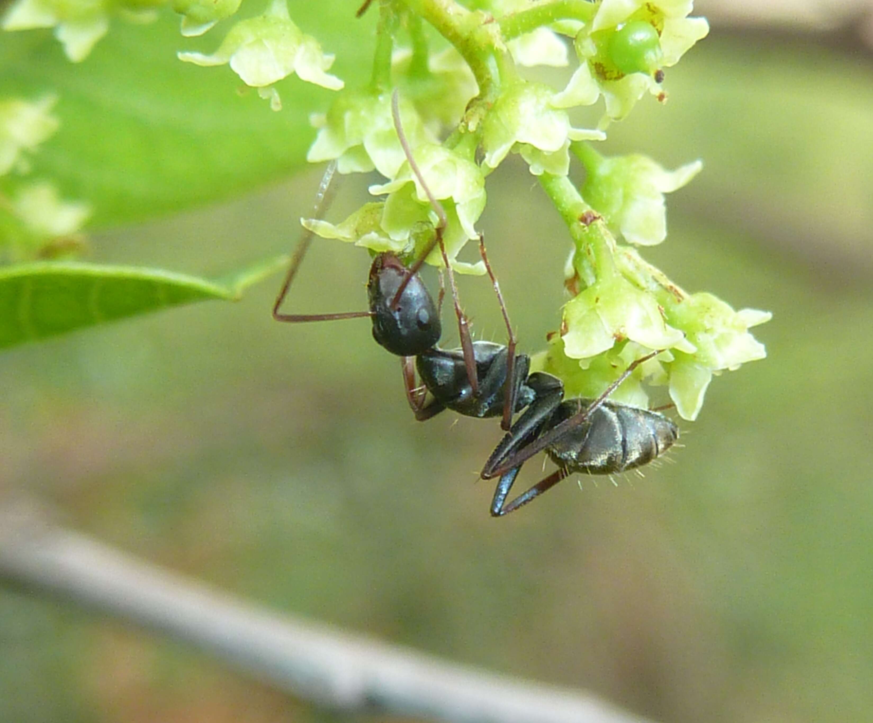 Image of Common taaibos