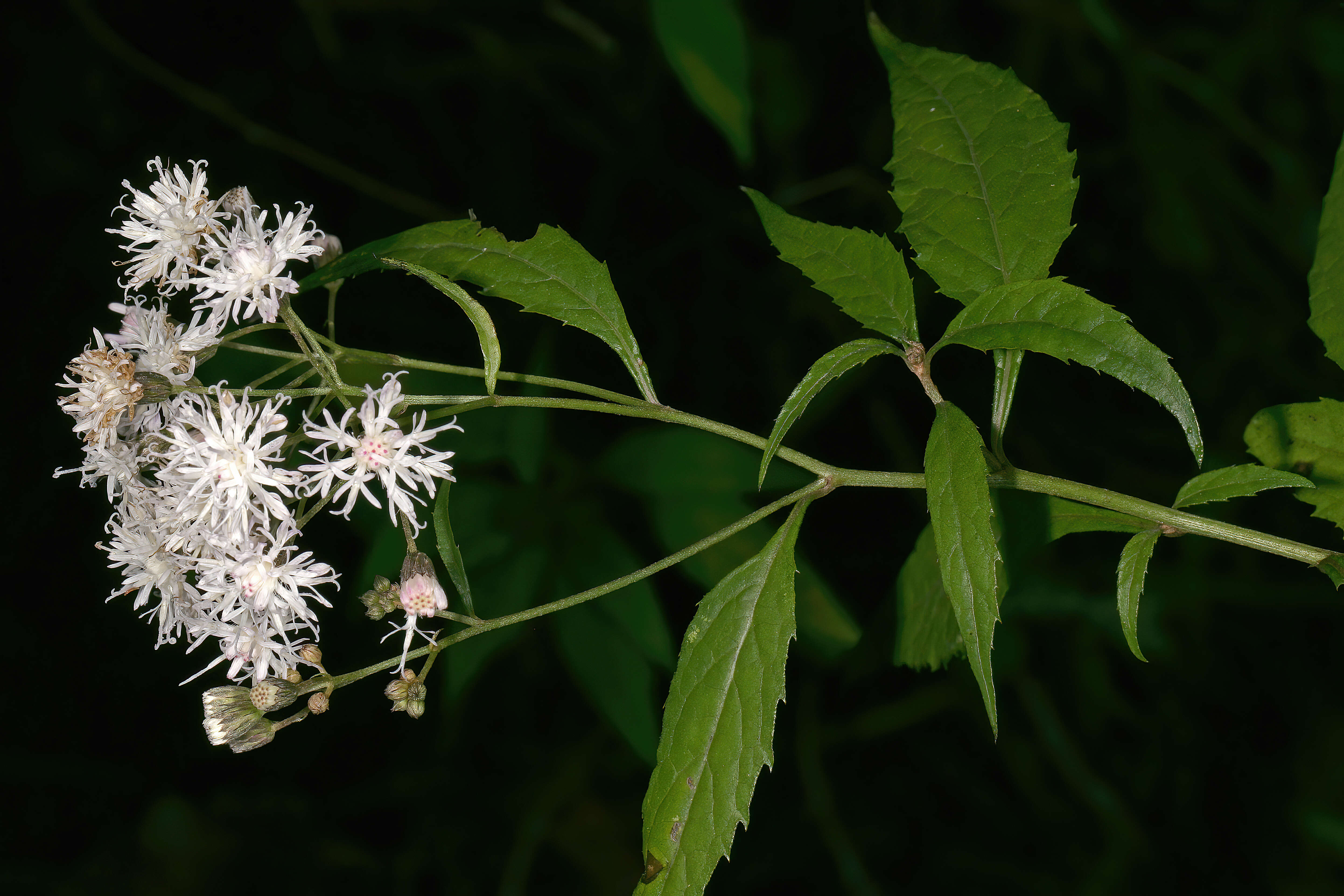 Cyanthillium wollastonii (S. Moore) H. Rob., Skvarla & V. A. Funk resmi