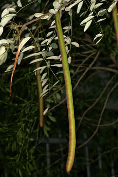 Image of long-pod-cassia