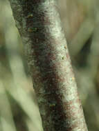 Image of Black Currant