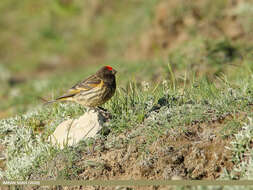 Image of Fire-fronted Serin