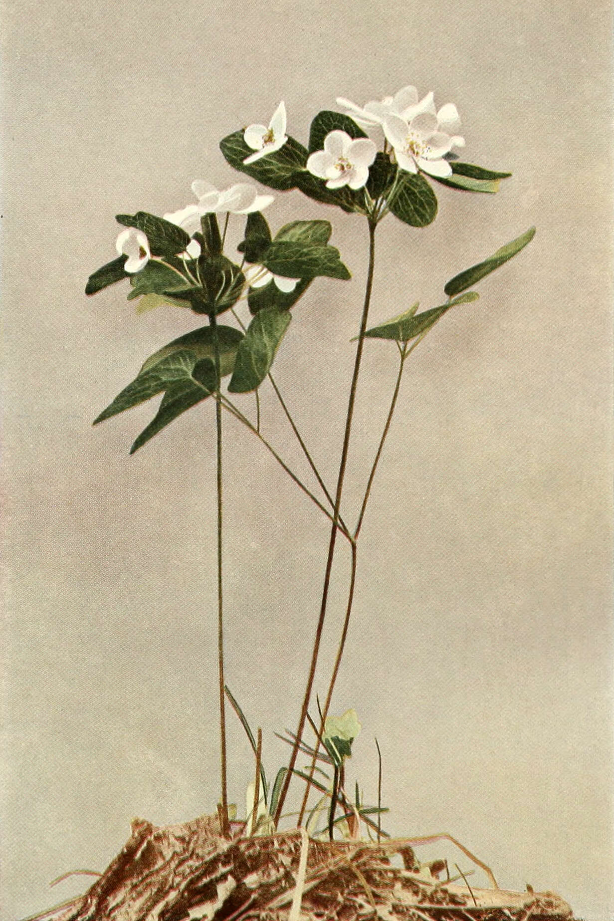 Image of Rue-Anemone