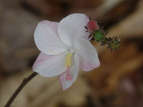 Imagem de Hibiscus hirtus L.