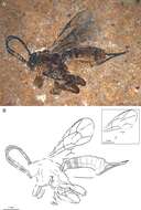 Image of Xanthopimpla