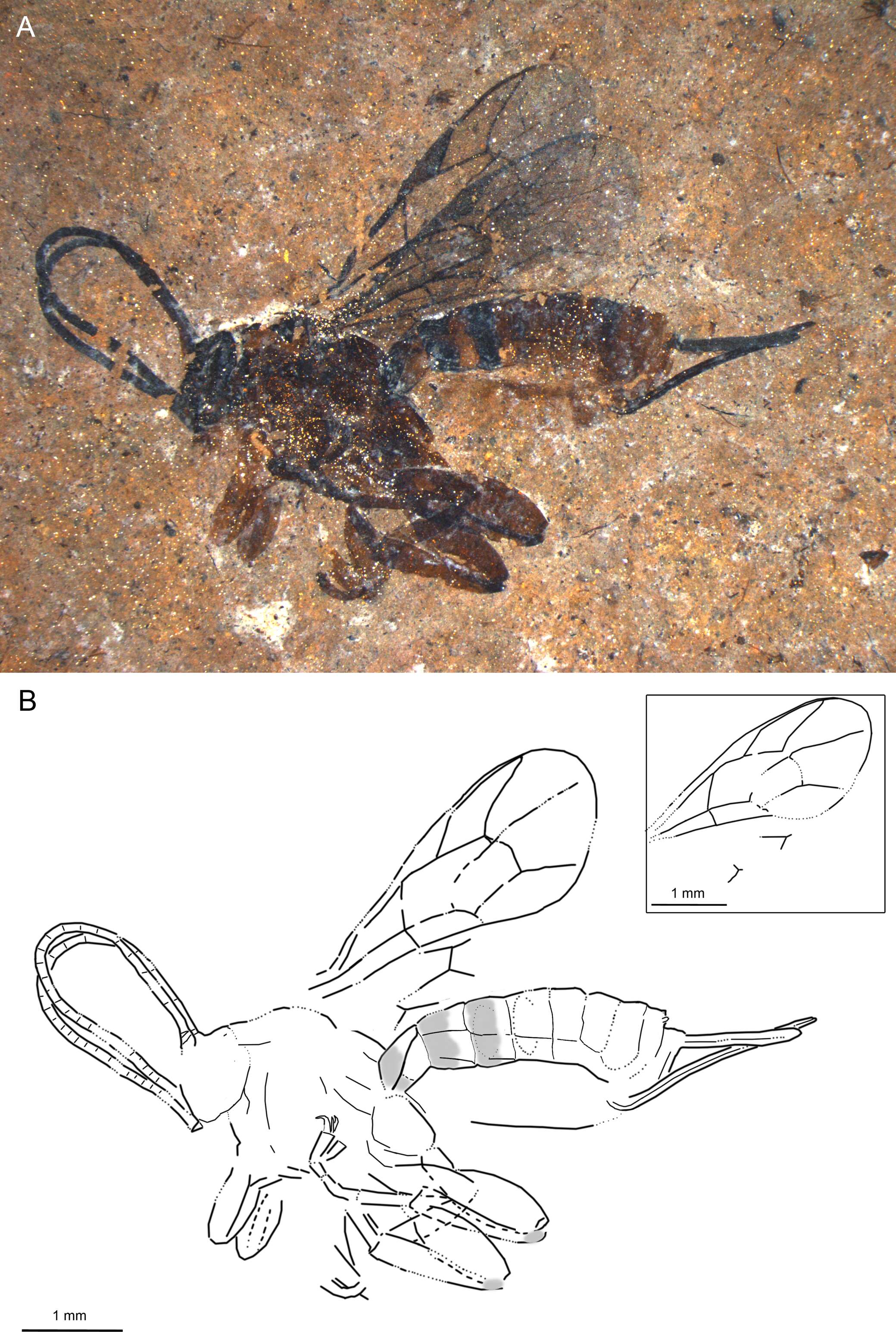 Image of Xanthopimpla