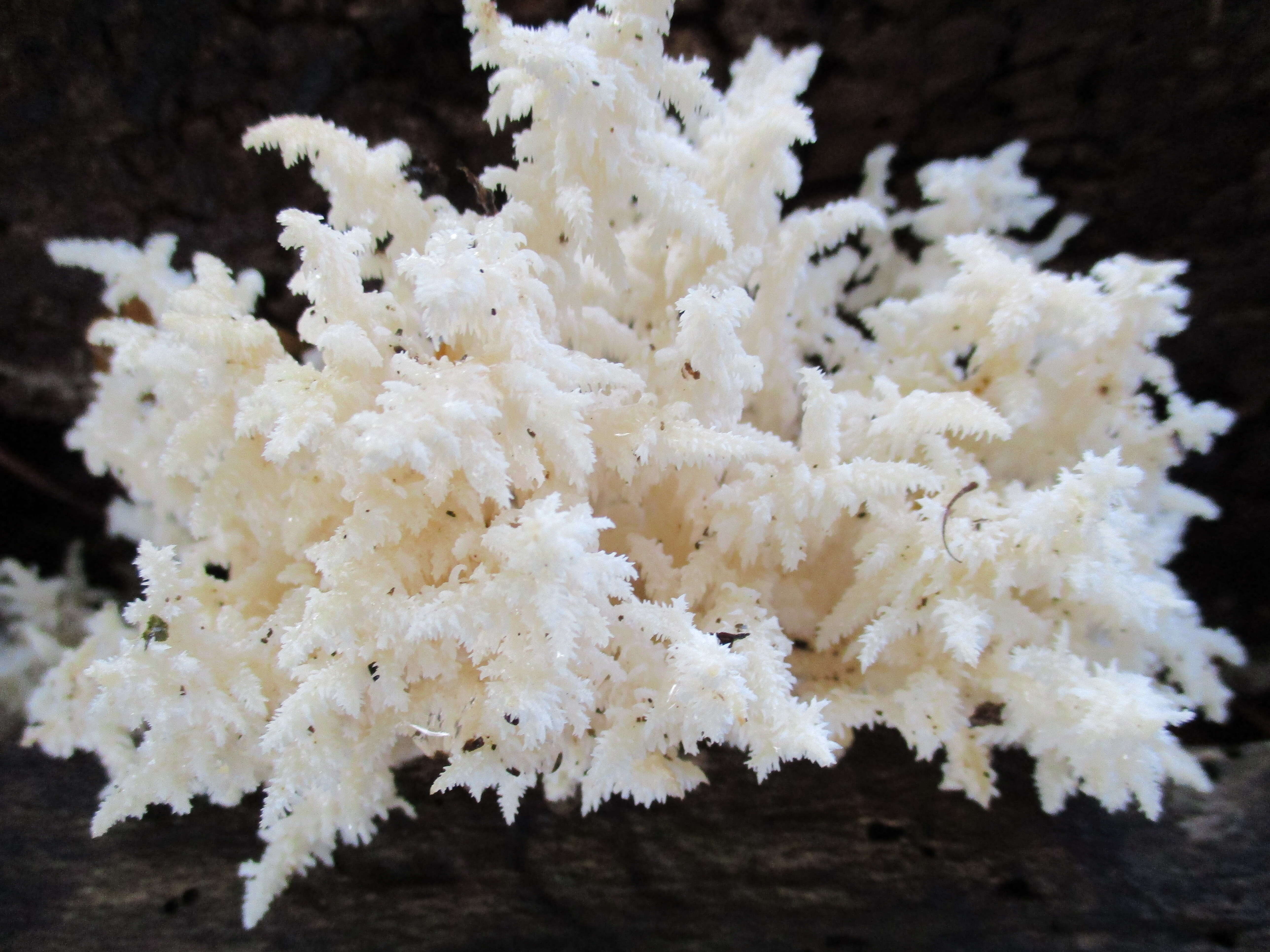 Hericium coralloides (Scop.) Pers. 1794 resmi