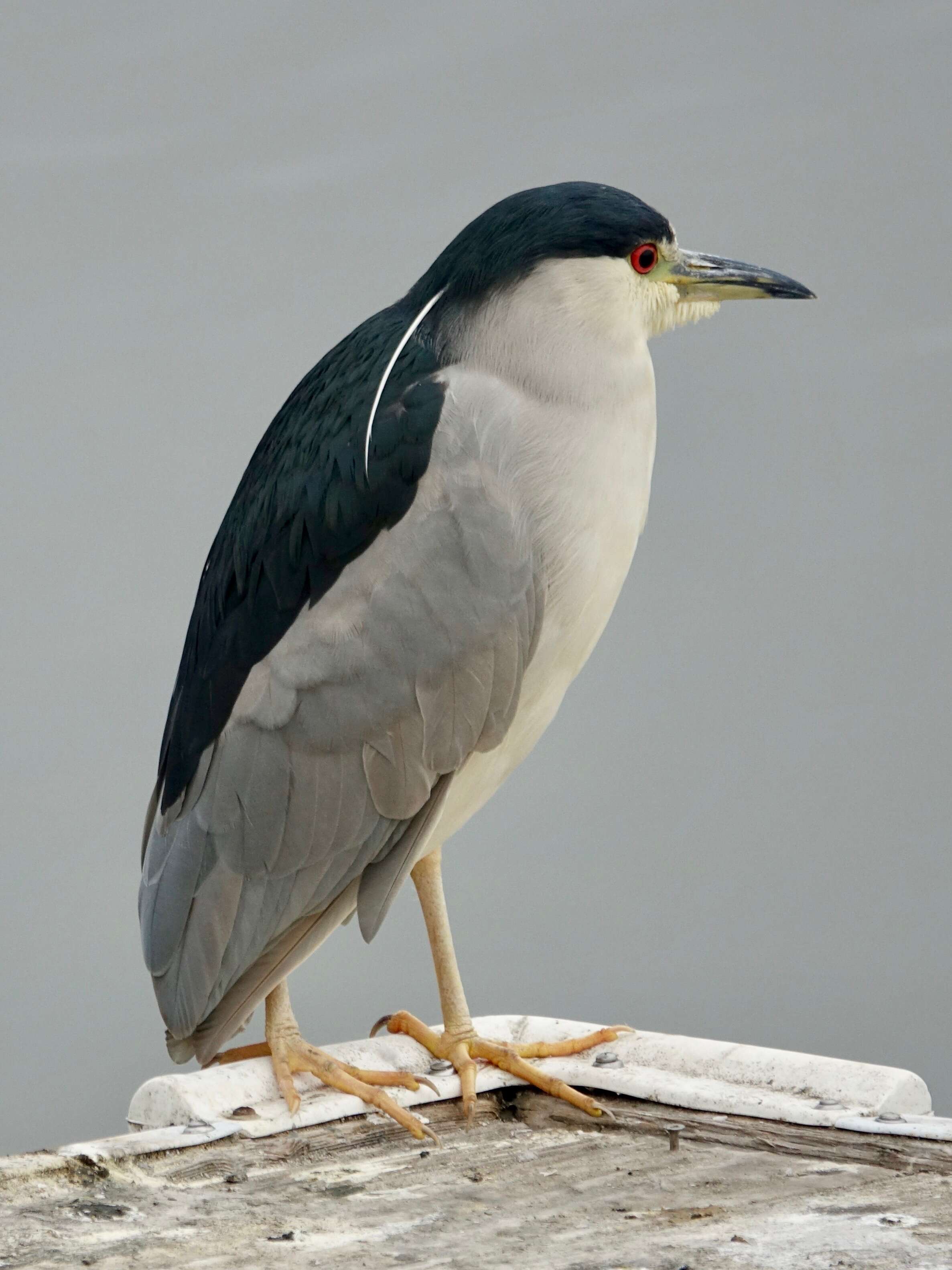 Image of Night Herons