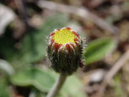 Image of Mouse-ear-hawkweed