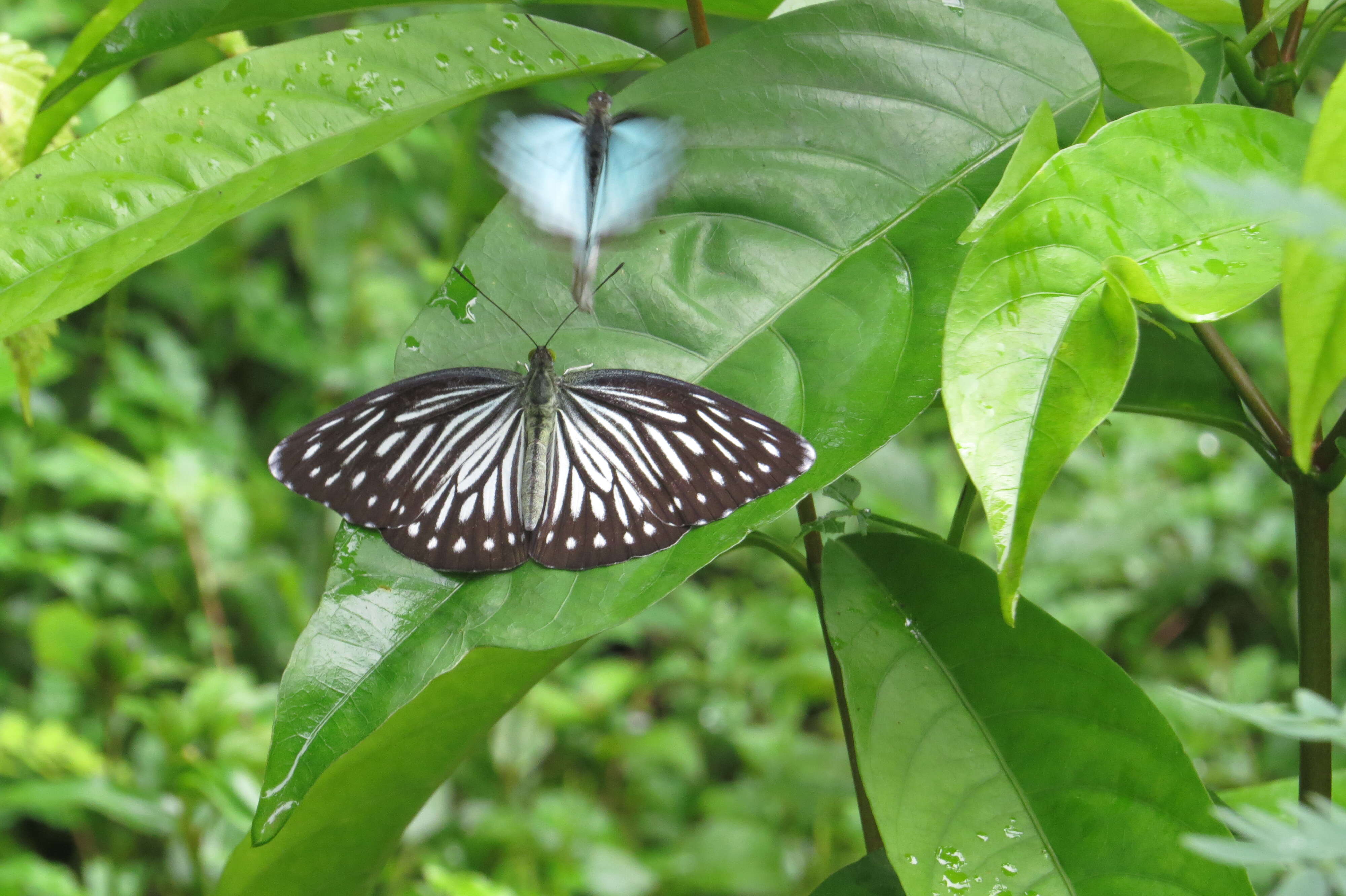 Image of Pareronia hippia