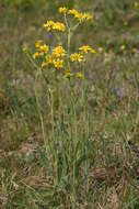 Image of field fleawort