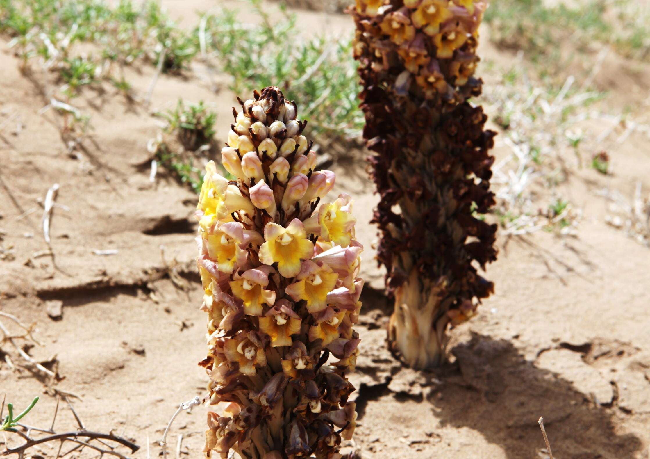 Image of Cistanche phelypaea