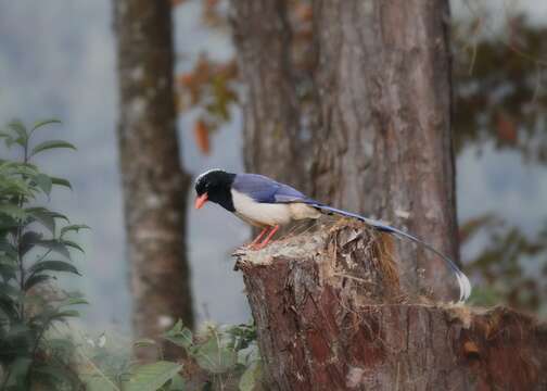 Image of Blue Magpie