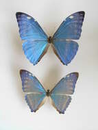 Morpho adonis Cramer 1779的圖片