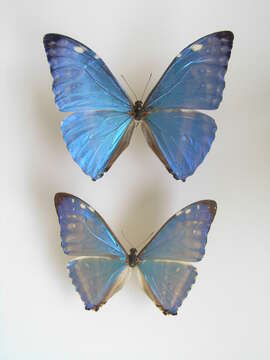 Morpho adonis Cramer 1779的圖片