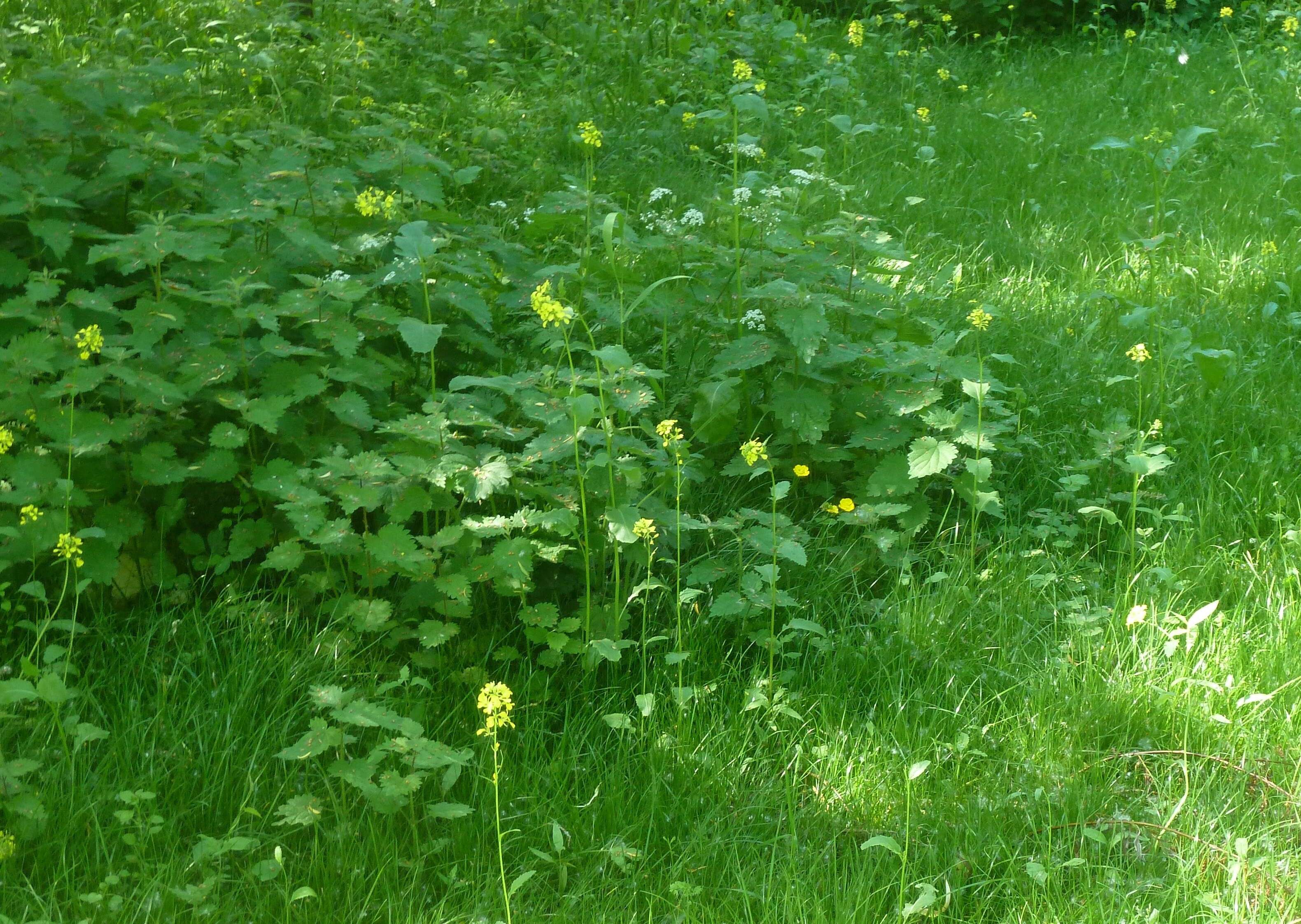 Image of Common Nettle