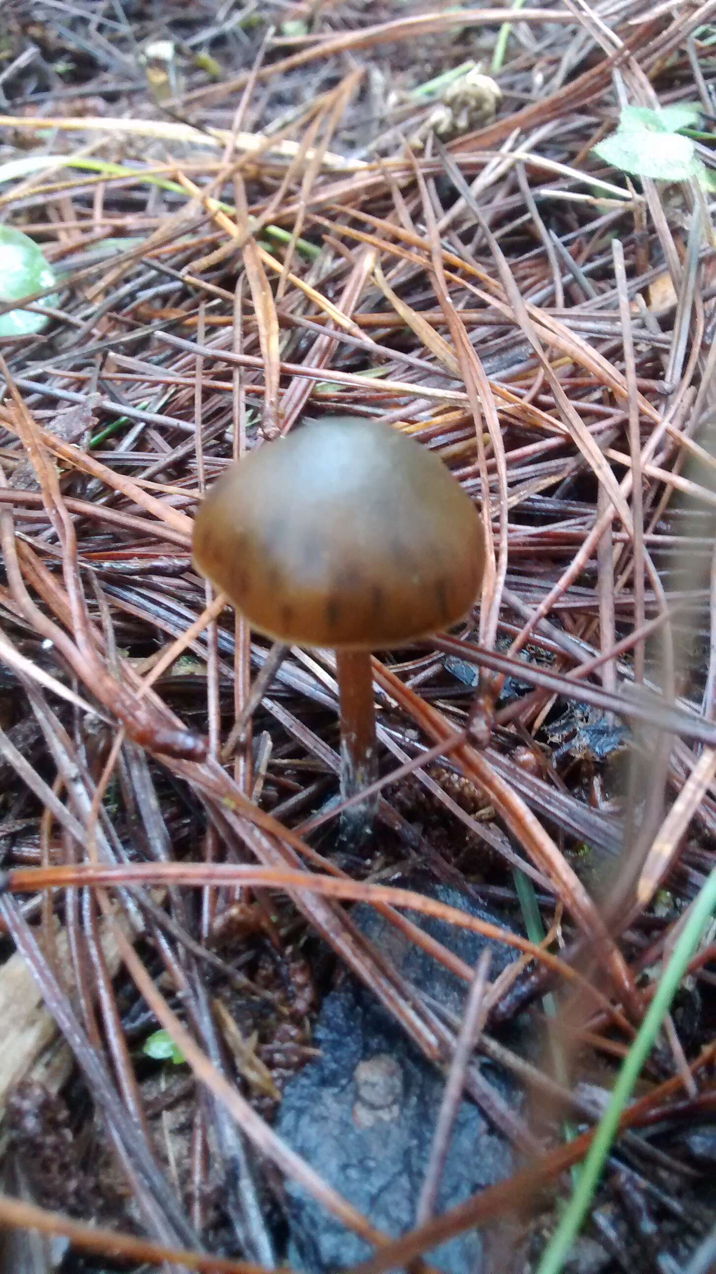 Image de Psilocybe aucklandiae Guzmán, C. C. King & Bandala 1991