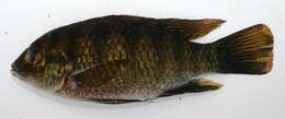 Image of Tilapia