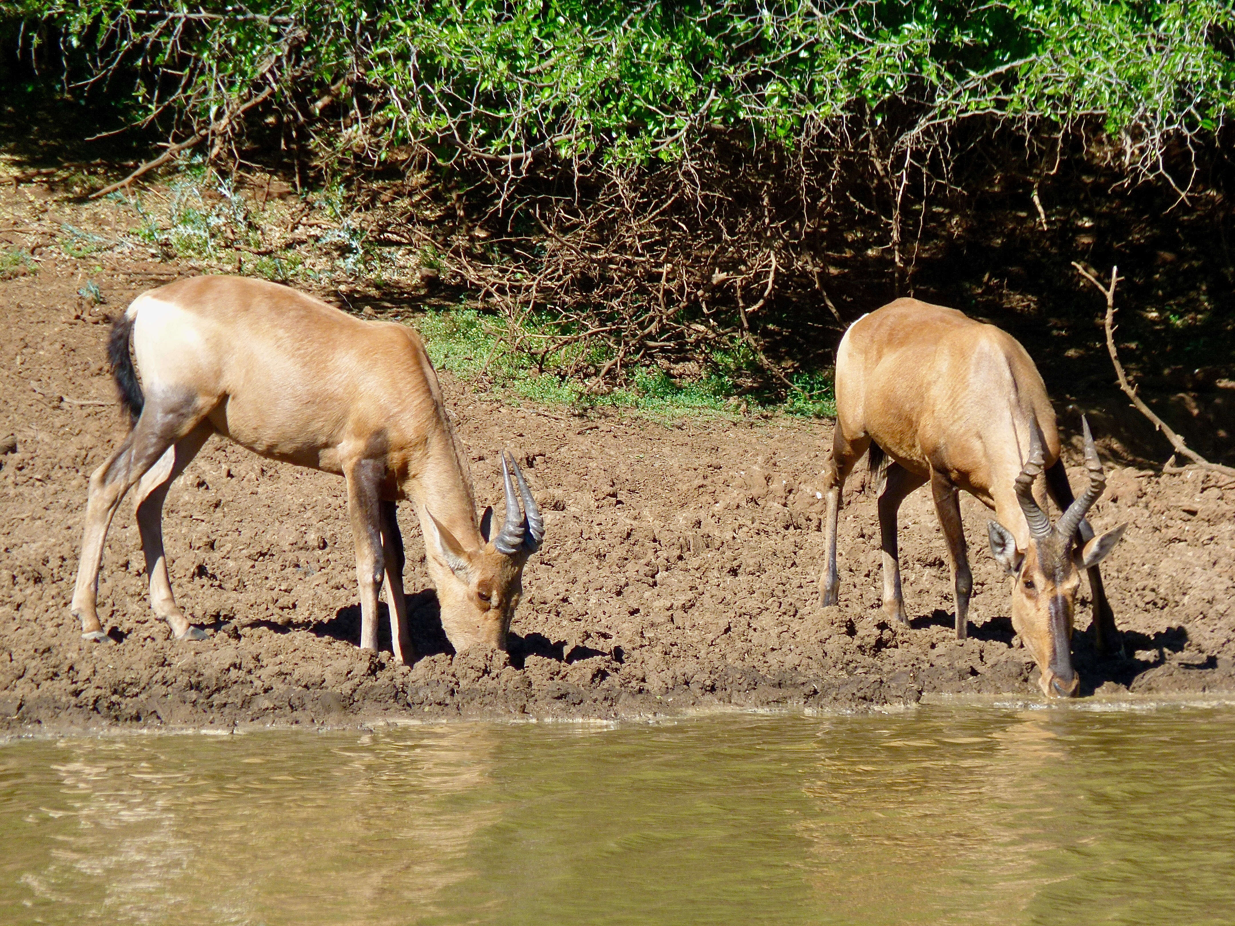 Image of Hartebeest