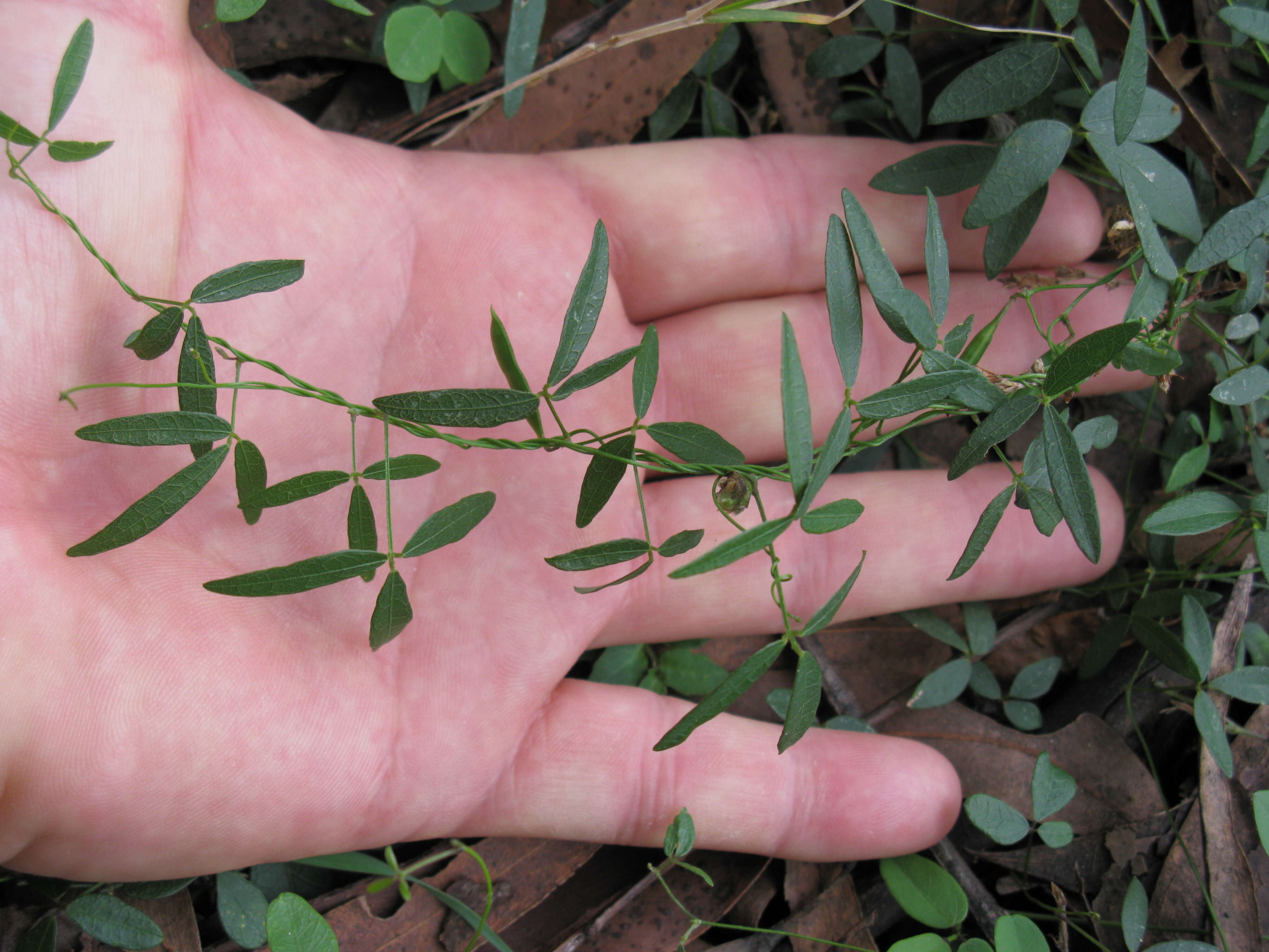 Imagem de Glycine microphylla Tindale