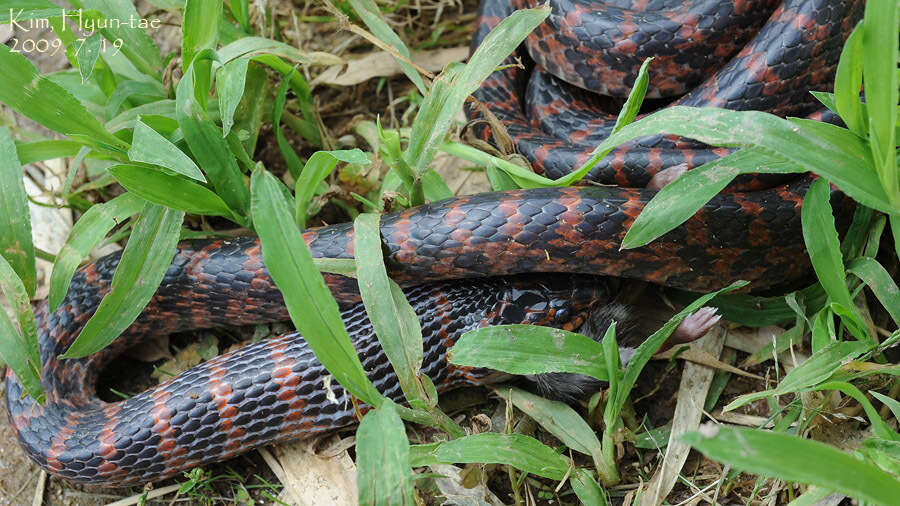 Image of Red-banded Snake