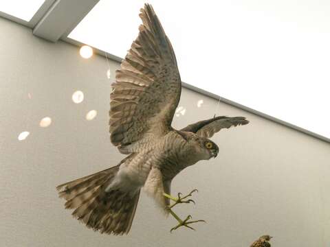 Image of Japanese Sparrowhawk