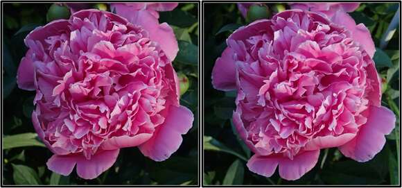 Image of peony family