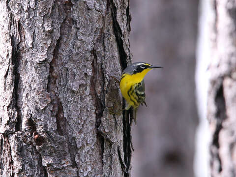 Image of Bahama Warbler