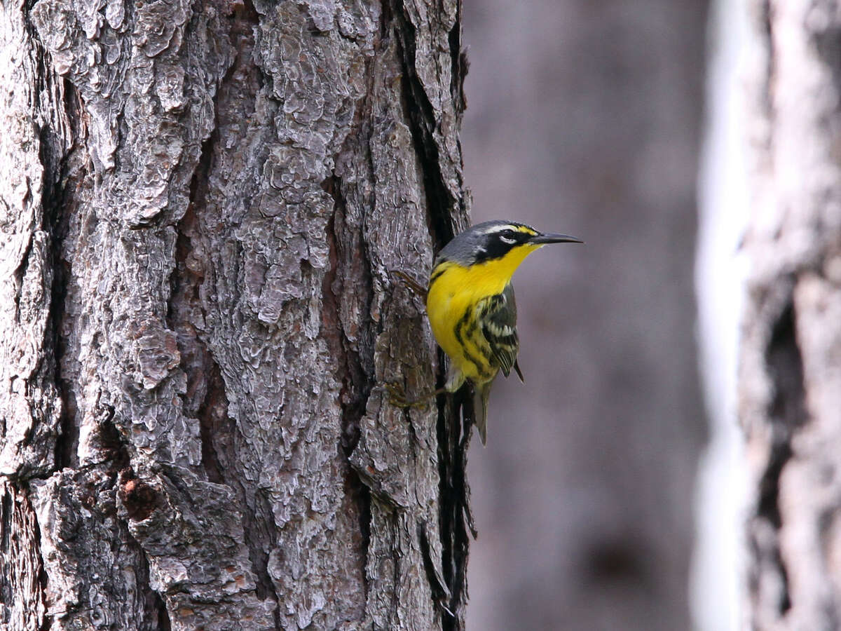 Image of Bahama Warbler