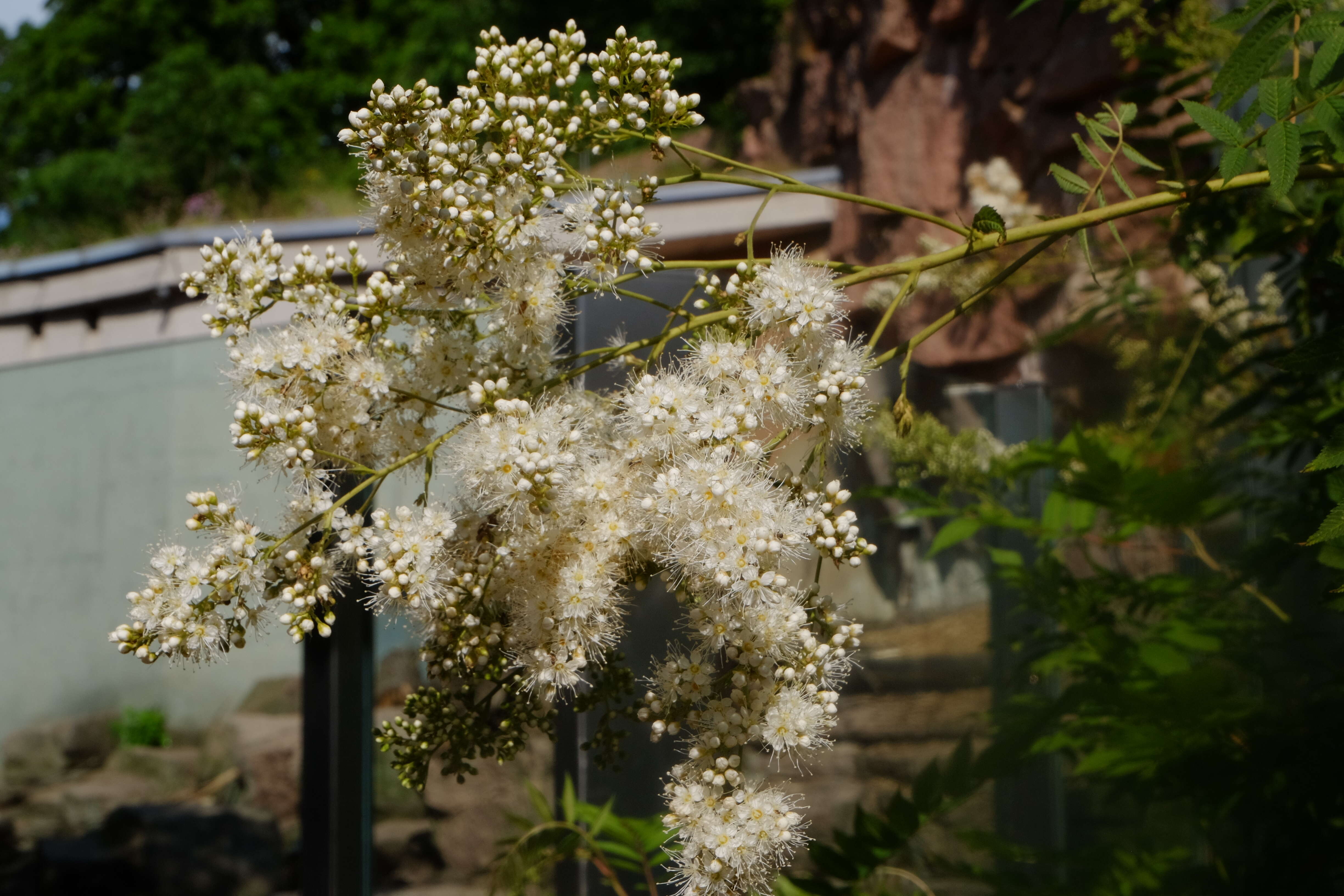 Image of false spiraea