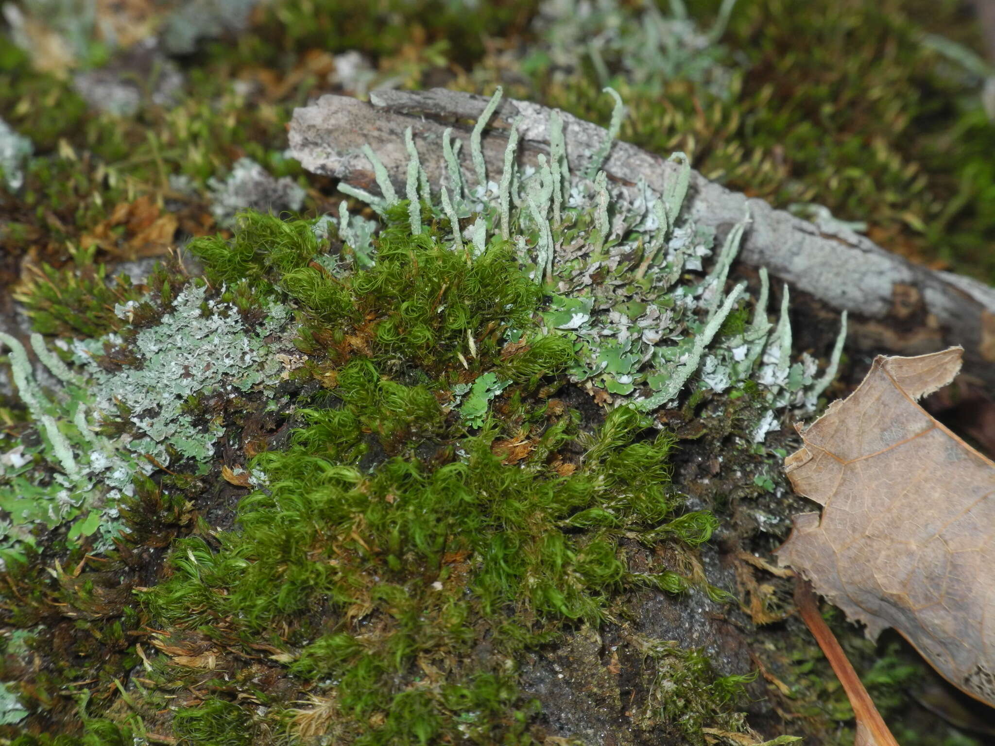 صورة Cladonia coniocraea (Flörke) Spreng.