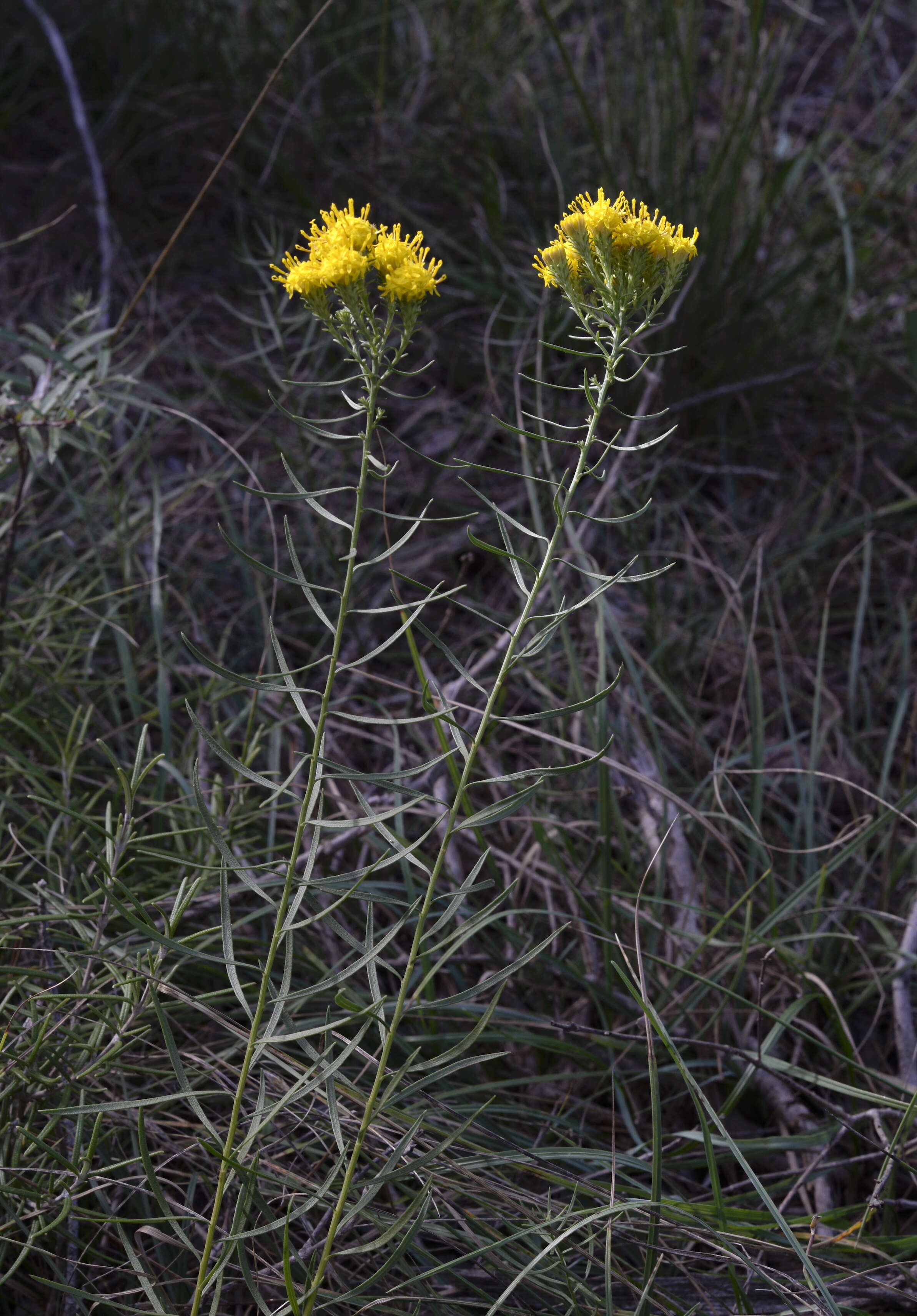 صورة Galatella linosyris (L.) Rchb. fil.