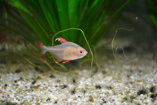 Image of Black-flag tetra