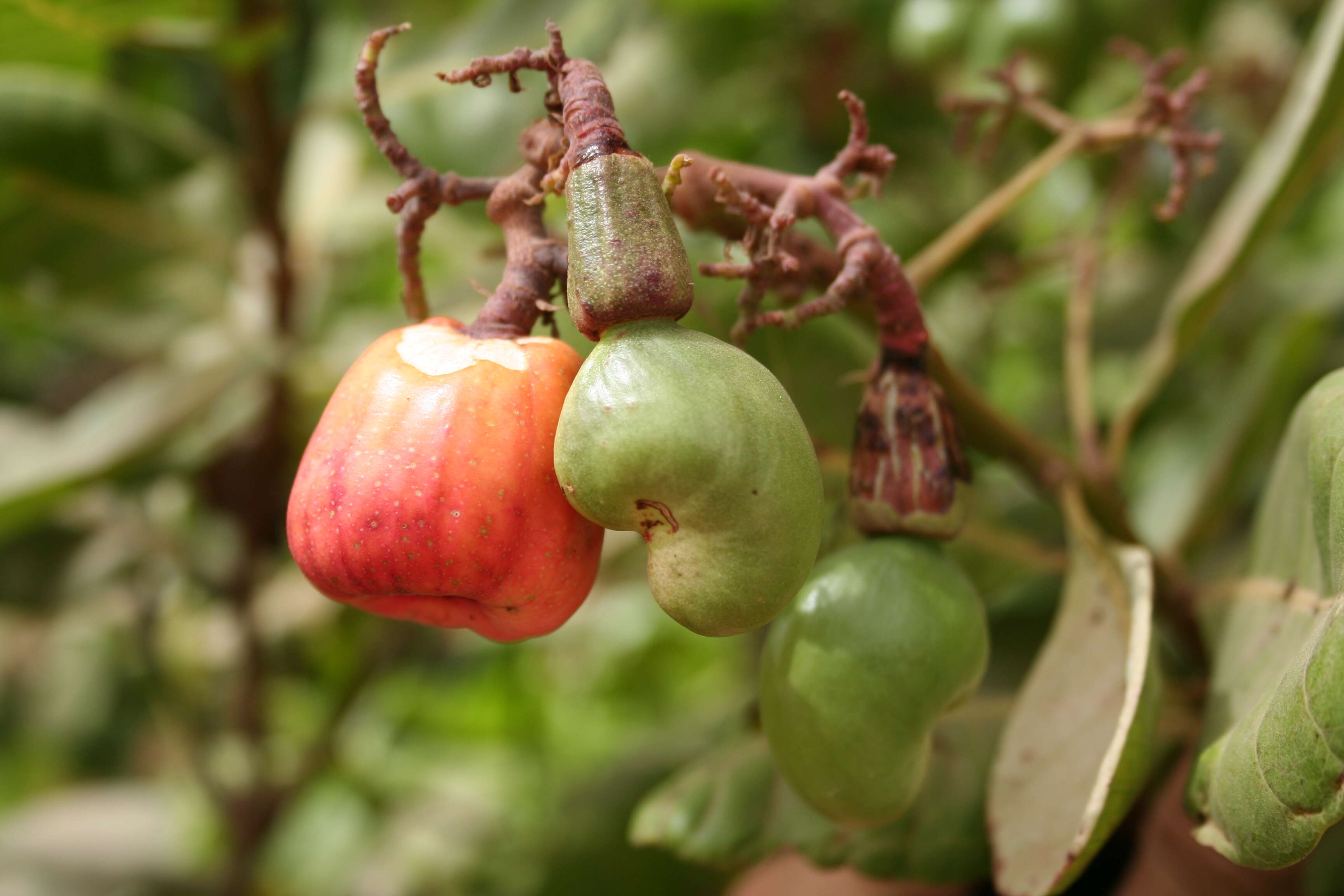 Image of anacardium